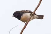 Male Yellow-bellied Seedeater, Carajás, Pará, Brazil, October 2005 - click for larger image