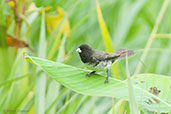 Male Yellow-bellied Seedeater, Montezuma, Tatama, Risaralda, Colombia, April 2012 - click for larger image