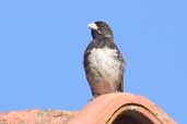 Male Yellow-bellied Seedeater, Vargem Alta, Espírito Santo, Brazil, March 2004 - click for larger image