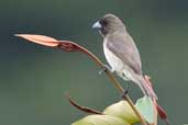 Male Yellow-bellied Seedeater, Jaqueira, Pernambuco, Brazil, March 2004 - click for larger image