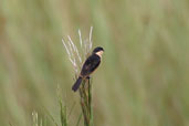 Male Black-and-tawny Seedeater, Vila Bela de Santíssima Trindade, Mato Grosso, Brazil, March 2003 - click for larger image