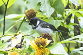 Variable Seedeater, Chontal, Pichincha, Ecuador, November 2019 - click for larger image