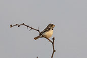 Parrot-billed Seedeater, Chaparri, Lambayeque, Peru, October 2018 - click for a larger image