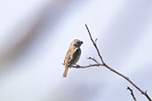 Parrot-billed Seedeater, Chaparri, Lambayeque, Peru, October 2018 - click for a larger image