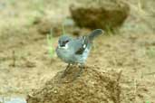 Male Plumbeous Seedeater, Caseara, Tocantins, Brazil, January 2002 - click for larger image