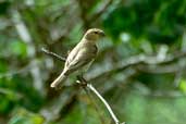 Female Plumbeous Seedeater, BA 349 Road, Bahia, Brazil, July 2002 - click for larger image