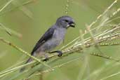 Male Plumbeous Seedeater, Vila Bela de Santíssima Trindade, Mato Grosso, Brazil, March 2003 - click for larger image