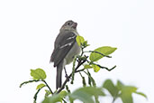 Drab Seedeater, Bosque de Yanahuanca, Cajamarca, Peru, October 2018 - click for a larger image