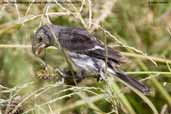 Male Chestnut-throated Seedeater, Lluta Valley, Chile, February 2007 - click for larger image