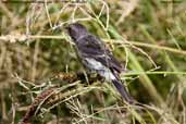 Male Chestnut-throated Seedeater, Lluta Valley, Chile, February 2007 - click for larger image