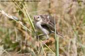 Female Chestnut-throated Seedeater, Lluta Valley, Chile, February 2007 - click for larger image