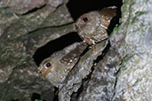 Oilbird, Chontal, Ecuador, November 2019 - click for a larger image