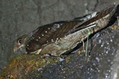 Oilbird, Chontal, Ecuador, November 2019 - click for a larger image