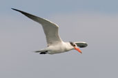 Caspian Tern, Cayo Coco, Cuba, February 2005 - click on image for a larger view
