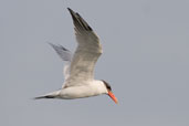 Caspian Tern, Cayo Coco, Cuba, February 2005 - click on image for a larger view