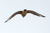 Chilean Skua, Tierra del Fuego, Chile, December 2005 - click for larger image