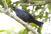 Diademed Tanager, Itatiaia, Rio de Janeiro, Brazil, November 2008 - click for larger image