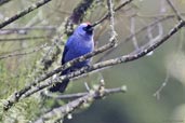 Diademed Tanager, Itatiaia, Rio de Janeiro, Brazil, November 2008 - click for larger image