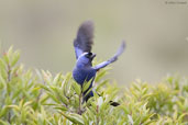 Diademed Tanager, Itatiaia, Rio de Janeiro, Brazil, November 2008 - click for larger image