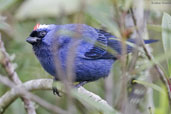 Diademed Tanager, Itatiaia, Rio de Janeiro, Brazil, November 2008 - click for larger image