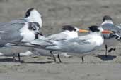 Elegant Tern, Concon, Chile, November 2005 - click for larger image