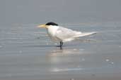 Cayenne Tern, Lagoa do Peixe, Rio Grande do Sul, Brazil, August 2004 - click for larger image