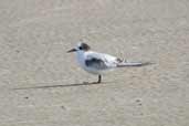 Juvenile South American Tern, Cassino, Rio Grande do Sul, Brazil, August 2004 - click for larger image