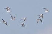 Common Tern, Ilha de Marajó, Pará, Brazil, November 2005 - click for larger image