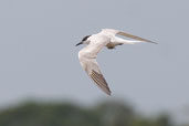 Common Tern, Ilha de Marajó, Pará, Brazil, November 2005 - click for larger image