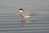 South American Tern, Cassino, Rio Grande do Sul, Brazil, August 2004 - click for larger image