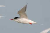 South American Tern, Lagoa do Peixe, Rio Grande do Sul, Brazil, August 2004 - click for larger image