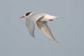 South American Tern, Lagoa do Peixe, Rio Grande do Sul, Brazil, August 2004 - click for larger image