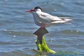 South American Tern, Chiloe, Chile, December 2005 - click for larger image