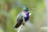 Male Plovercrest, Teresópolis, Rio de Janeiro, Brazil, November 2008 - click for larger image