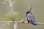 Male Plovercrest, Itatiaia, Minas Gerais, Brazil, November 2008 - click for larger image