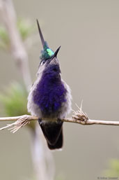 Male Plovercrest, Itatiaia, Minas Gerais, Brazil, November 2008 - click for larger image