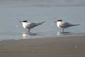 Royal Tern, São Jos&eacutee; do Norte, Rio Grande do Sul, Brazil, August 2004 - click for larger image