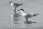 Royal Tern, São Jos&eacutee; do Norte, Rio Grande do Sul, Brazil, August 2004 - click for larger image