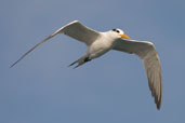 Royal Tern, Cayo Coco, Cuba, February 2005 - click for larger image