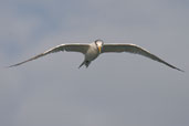 Royal Tern, Cayo Coco, Cuba, February 2005 - click for larger image