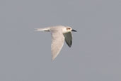 Gull-billed Tern, Cayo Coco, Cuba, February 2005 - click on image for a larger view