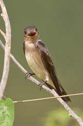 Southern Rough-winged Swallow, Serra de Carajás, Pará, Brazil, October 2005 - click for larger image