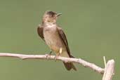 Southern Rough-winged Swallow, Serra de Carajás, Pará, Brazil, October 2005 - click for larger image