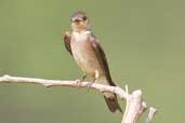 Southern Rough-winged Swallow, Serra de Carajás, Pará, Brazil, October 2005 - click for larger image