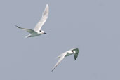 Sandwich Tern, Cayo Coco, Cuba, February 2005 - click for larger image