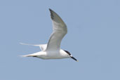 Sandwich Tern, Cayo Coco, Cuba, February 2005 - click for larger image