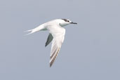 Sandwich Tern, Cayo Coco, Cuba, February 2005 - click for larger image