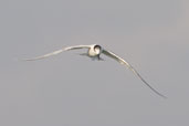 Sandwich Tern, Cayo Coco, Cuba, February 2005 - click for larger image