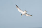 Yellow-billed Tern, Cassino, Rio Grande do Sul, Brazil, August 2004 - click for larger image