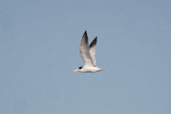 Yellow-billed Tern, Cassino, Rio Grande do Sul, Brazil, August 2004 - click for larger image